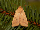 Blýskavka žlutá - <i>Enargia paleacea</i>