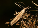 <i>Agriphila tristella</i>