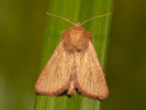 Travařka bažinná - <i>Denticucullus pygmina</i>