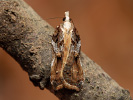 Obaleč - <i>Acleris cristana</i>