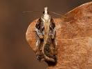 Obaleč - <i>Acleris cristana</i>
