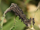 Babôčka pŕhľavová - <i>Aglais urticae</i>