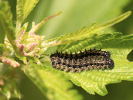 Babôčka pŕhľavová - <i>Aglais urticae</i>