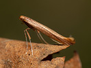 Caloptilia betulicola