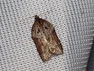 Acleris hastiana