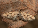 Eupithecia lanceata