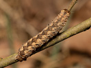 Polia nebulosa
