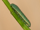 Žltáčik lucernový - <i>Colias erate</i>