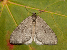 Jeseniva liesková - <i>Epirrita dilutata</i>