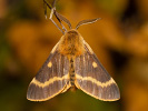 Papriadkovec jastrabníkový - <i>Lemonia dumi</i>