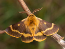 Papriadkovec jastrabníkový - <i>Lemonia dumi</i>
