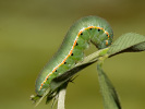 Žltáčik lucernový - <i>Colias erate</i>
