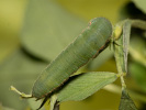 Žltáčik lucernový - <i>Colias erate</i>