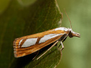 <i>Catoptria permutatella</i>
