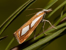 <i>Catoptria permutatella</i>