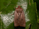 Zimovnice hlohová - <i>Conistra ligula</i>