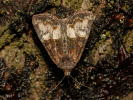 Šedavka dvoubarvá - <i>Mesoligia furuncula</i>