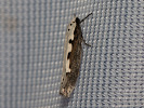 <i>Ethmia bipunctella</i>