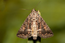 Blýskavka travní - <i>Thalpophila matura</i>