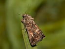 Blýskavka travní - <i>Thalpophila matura</i>