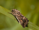 Blýskavka travní - <i>Thalpophila matura</i>