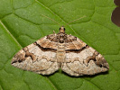 Píďalka dřišťálová