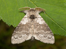 Štetinavec orechový - <i>Calliteara pudibunda</i>
