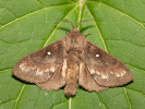 Bourovec borový - <i>Dendrolimus pini</i>