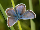 Modráčik čiernoobrúbený - <i>Plebejus argus</i>