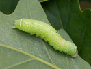 Jarnice lipová - <i>Orthosia cerasi</i>