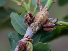 Ostruháček dubový - <i>Neozephyrus quercus</i>