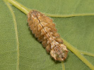 Ostruháček dubový - <i>Neozephyrus quercus</i>