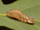 Ostruháček dubový - <i>Neozephyrus quercus</i>