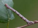 Tmavoskvrnáč tečkovaný - <i>Agriopis marginaria</i>