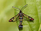 Podobník dubový - <i>Synanthedon conopiformis</i>