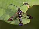Podobník dubový - <i>Synanthedon conopiformis</i>