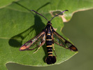Podobník dubový - <i>Synanthedon conopiformis</i>