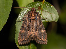 Pestroskvrnka zimolezová - <i>Blepharita satura</i>