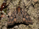 Pestroskvrnka zimolezová - <i>Blepharita satura</i>