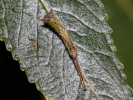Hranostajník rakytový - <i>Furcula furcula</i>