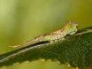 Hranostajník rakytový - <i>Furcula furcula</i>