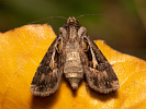 Osenice písečná - <i>Agrotis vestigialis</i>