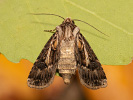 Osenice písečná - <i>Agrotis vestigialis</i>