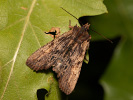 Dřevobarvec hnědý - <i>Lithophane semibrunnea</i>