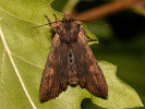 Dřevobarvec hnědý - <i>Lithophane semibrunnea</i>