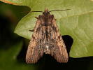 Dřevobarvec hnědý - <i>Lithophane semibrunnea</i>
