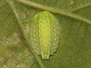 <i>Apoda limacodes</i>