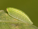 <i>Apoda limacodes</i>