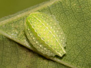 <i>Apoda limacodes</i>