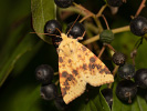 Zlatokřídlec vrbový - <i>Xanthia icteritia</i>